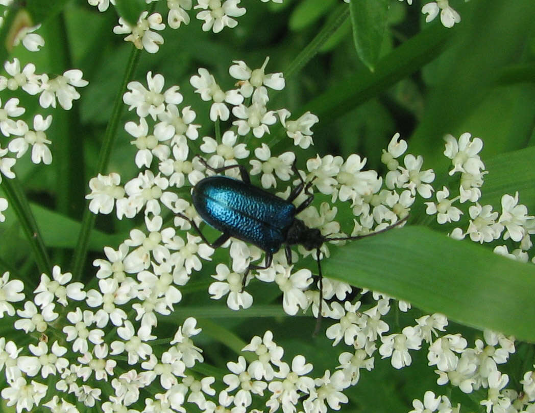 صورة Gaurotes (Carilia) virginea (Linné 1758)