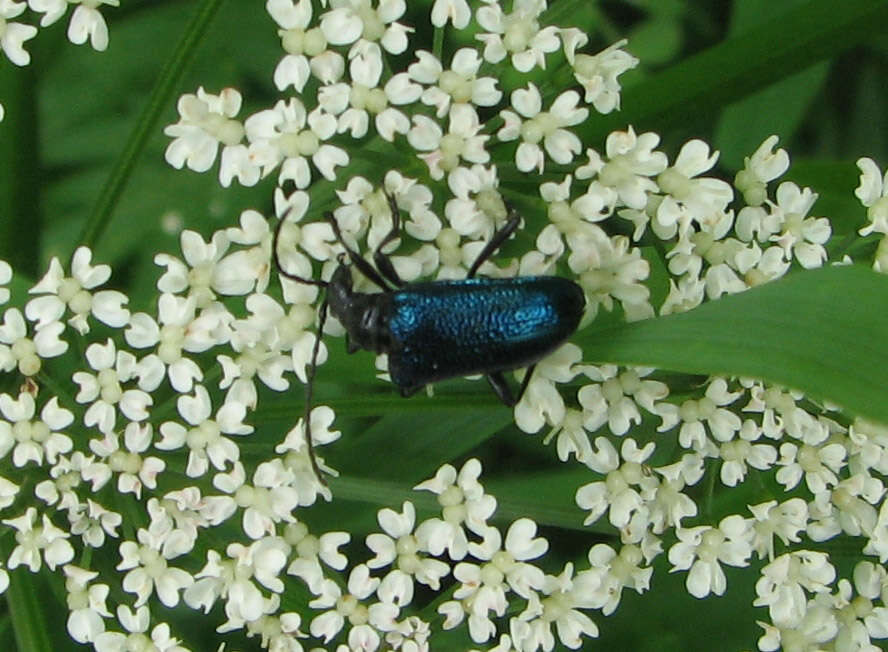 صورة Gaurotes (Carilia) virginea (Linné 1758)