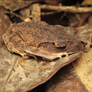 Image of Asian litter frog