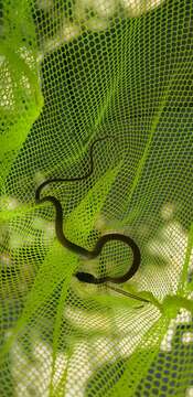 Image of Dahl's Whip Snake