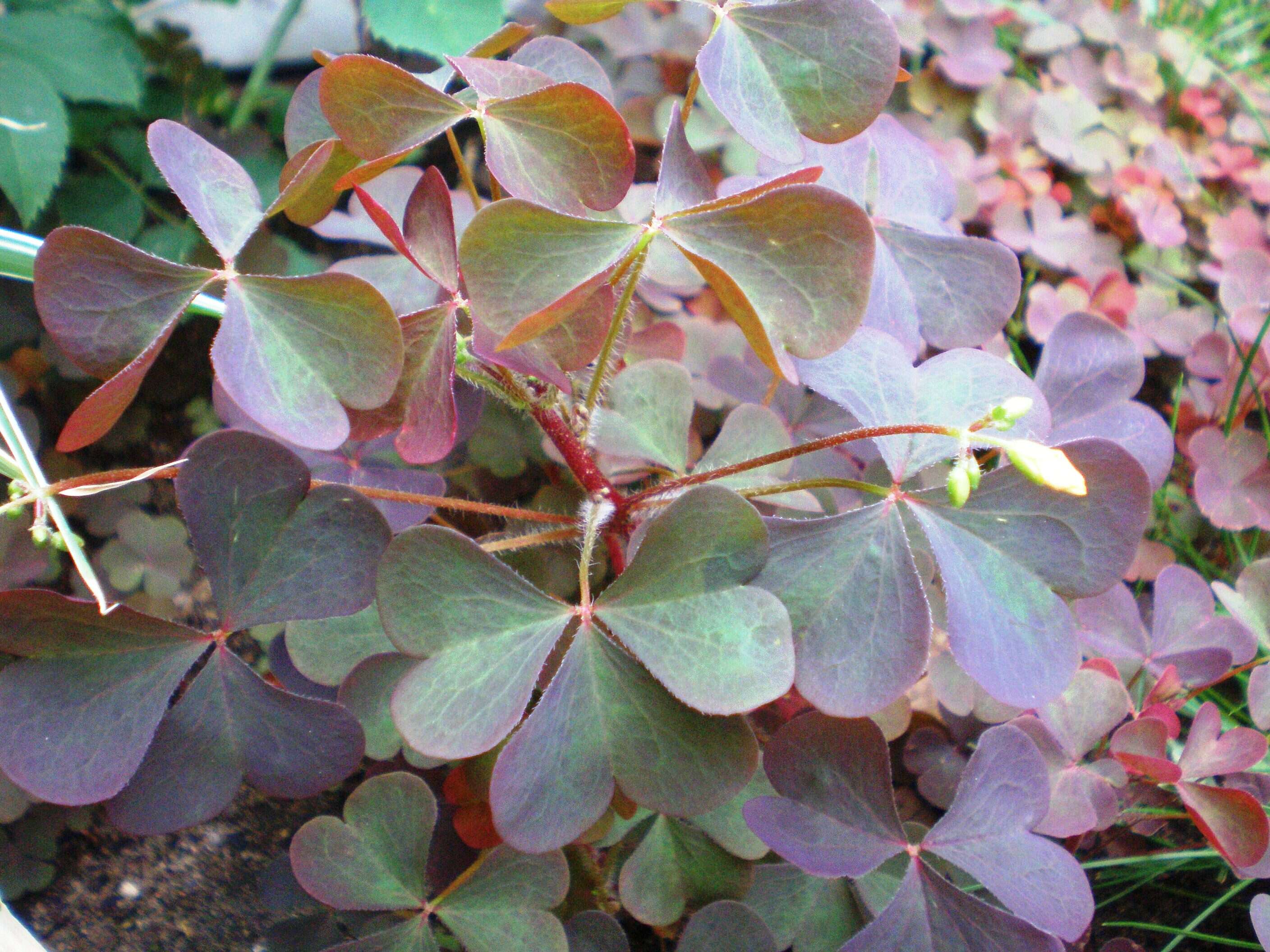 Imagem de Oxalis stricta