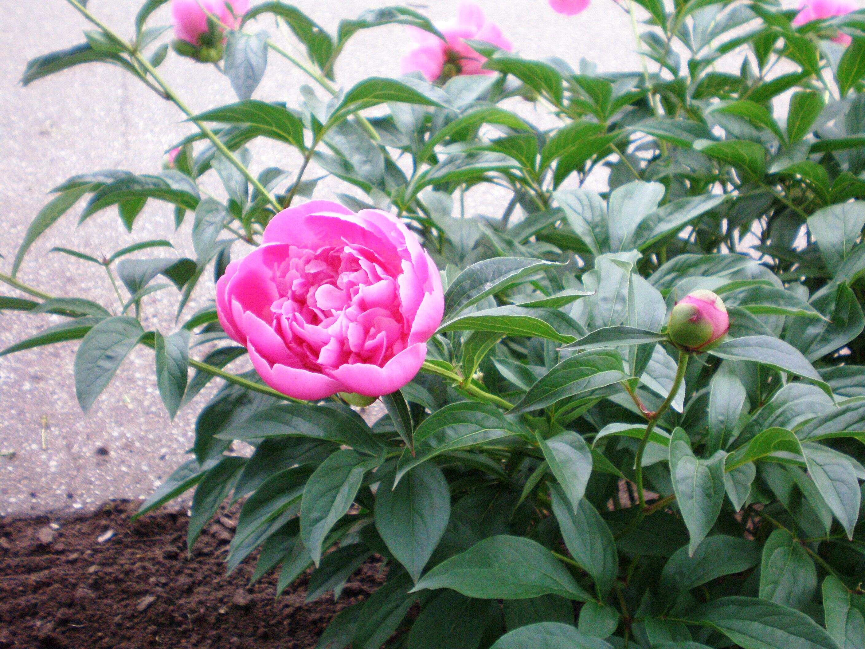 Plancia ëd Paeonia lactiflora Pall.