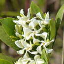 Imagem de Tabernaemontana solanifolia A. DC.