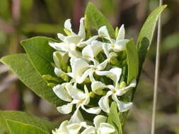 Image of Tabernaemontana solanifolia A. DC.