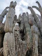 Image de Cereus repandus (L.) Mill.