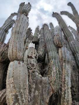 Cereus repandus (L.) Mill. resmi