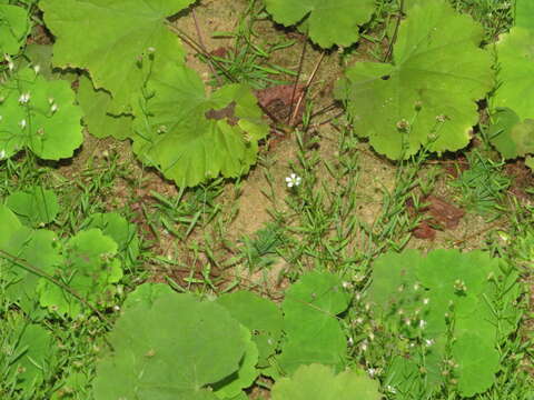 Image of Cumberland sandwort