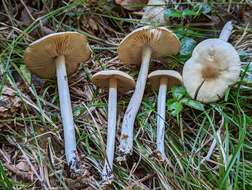 Image of Marasmius nigrodiscus (Peck) Halling 1983