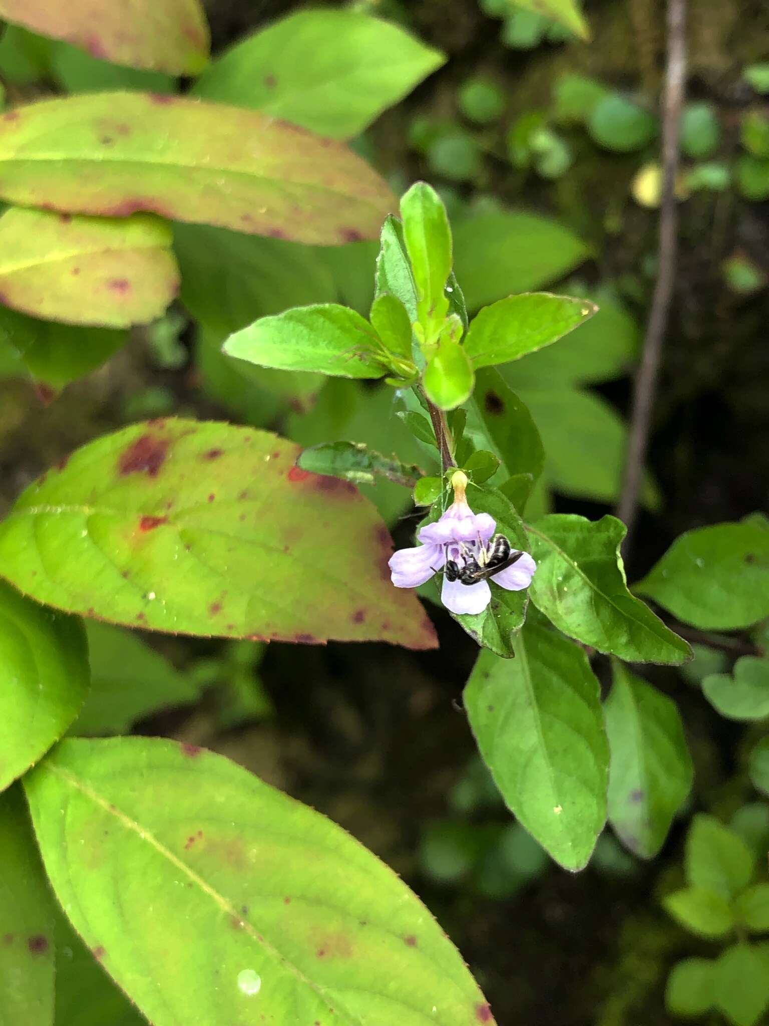 Image of Swamp Snakeherb