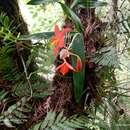 Image of Prosthechea vitellina (Lindl.) W. E. Higgins