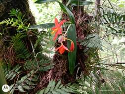 Image of Prosthechea vitellina (Lindl.) W. E. Higgins