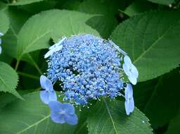 Image of Bigleaf Hydrangea