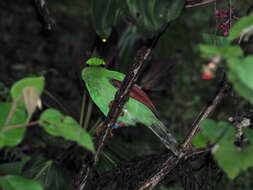 Image of Bornean Green Magpie