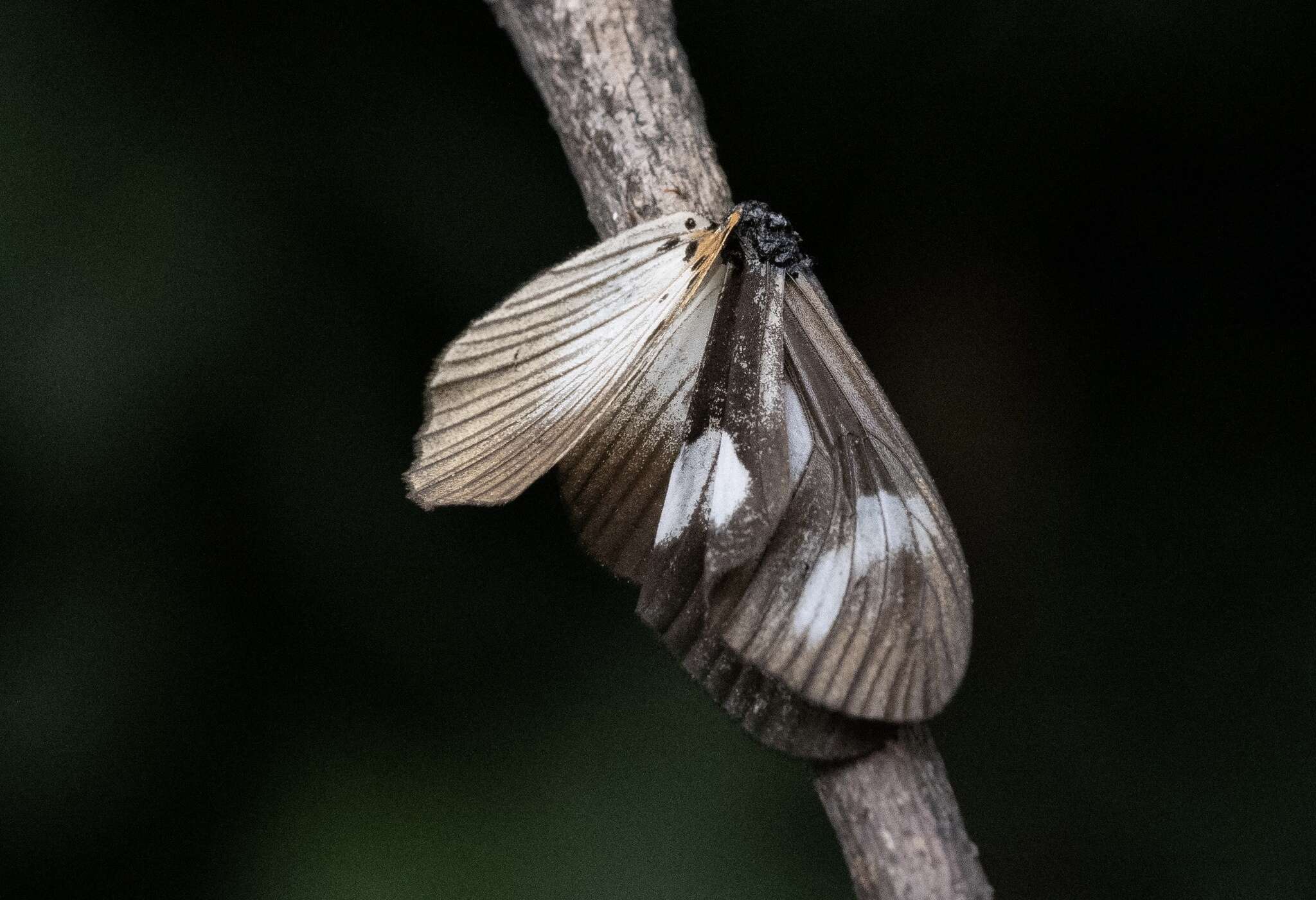 Image of Acraea lycoa Godart 1819