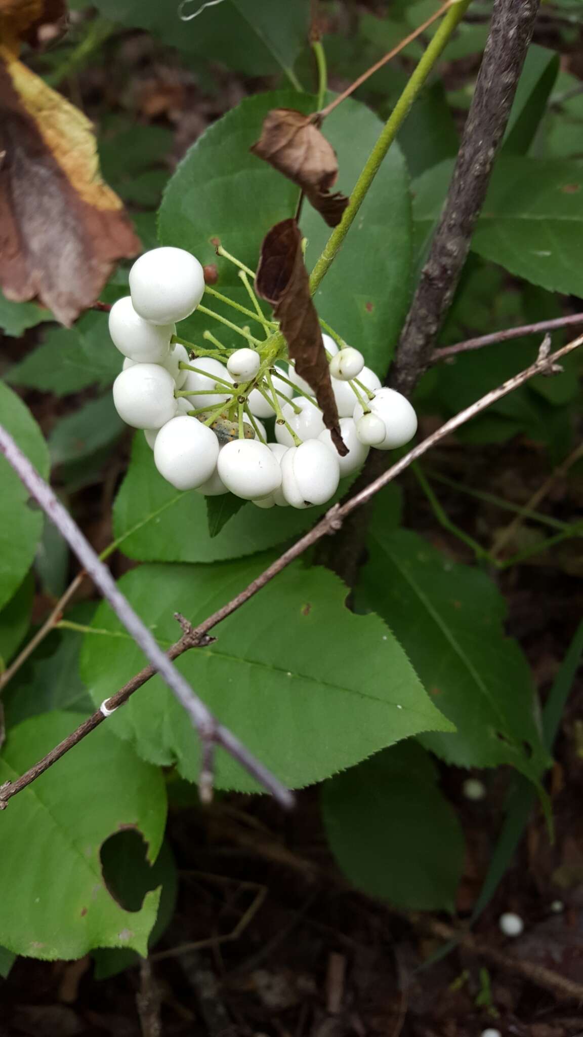 Image of red baneberry