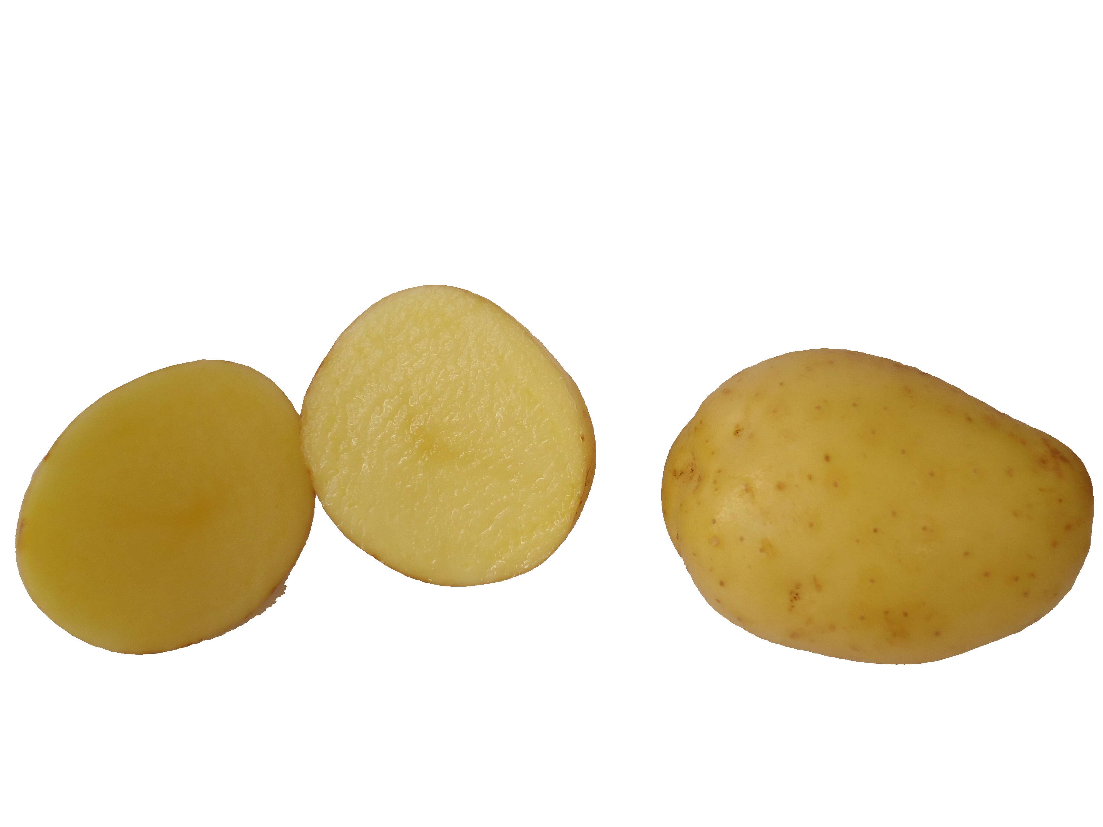 Plancia ëd Solanum tuberosum L.