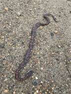 Image of Rainbow Boa