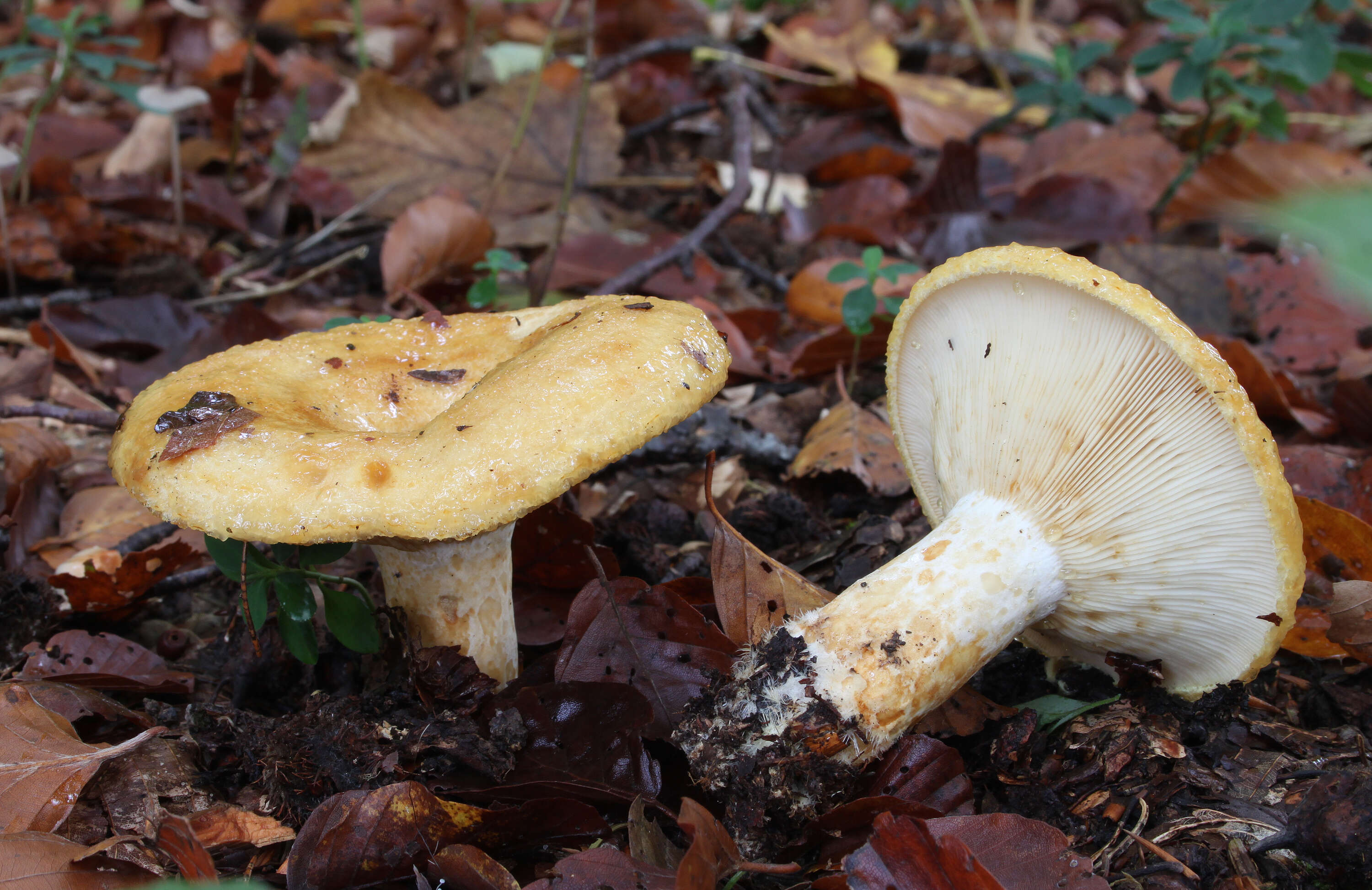 Image de Lactarius scrobiculatus (Scop.) Fr. 1838