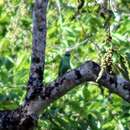 Image of Emerald-collared Parakeet