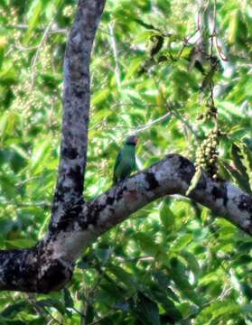 Image of Emerald-collared Parakeet