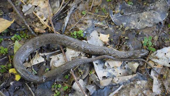 Helicops leopardinus (Schlegel 1837)的圖片