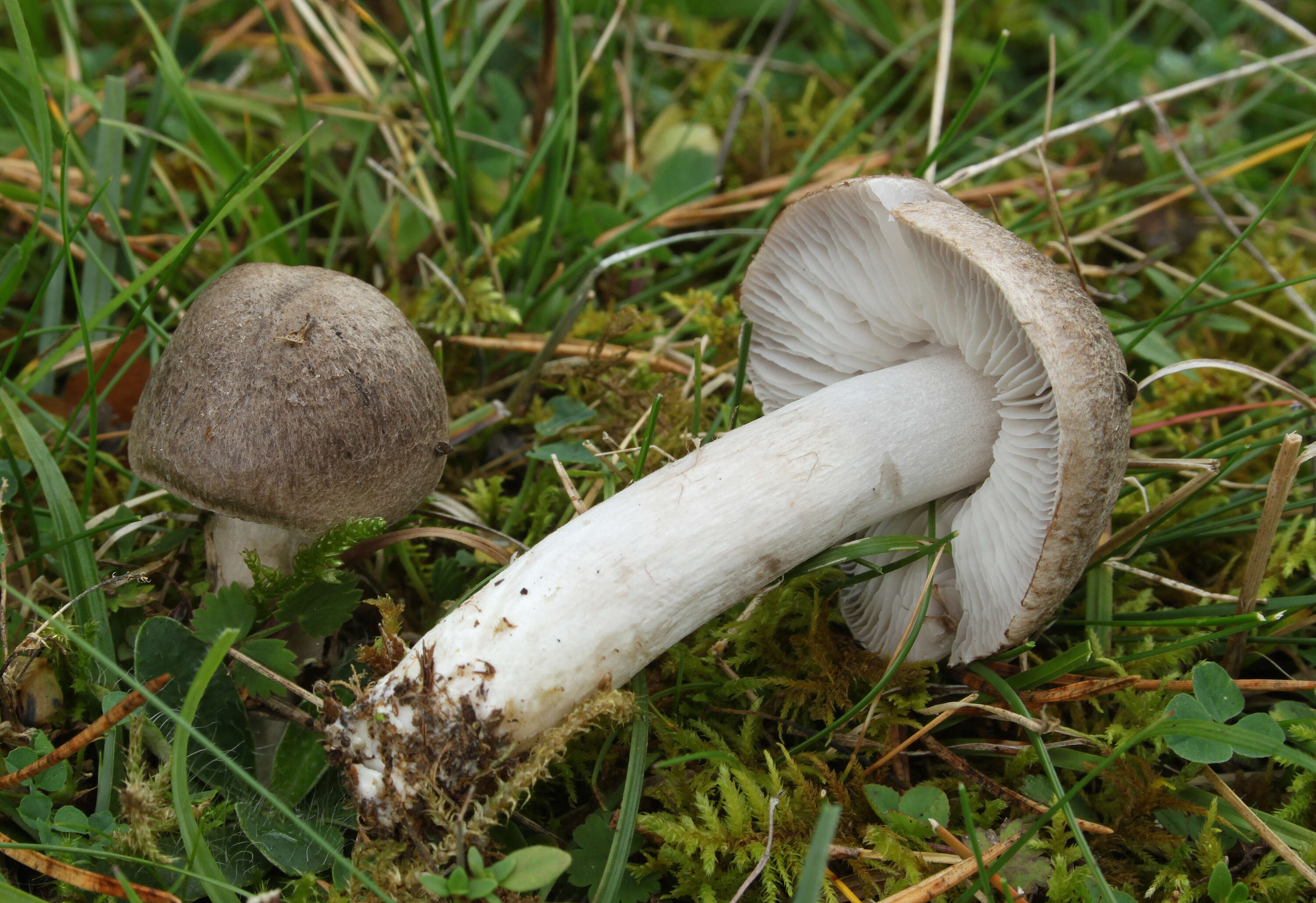 Image of Grey Agaric