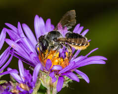 Image of Leafcutter bee