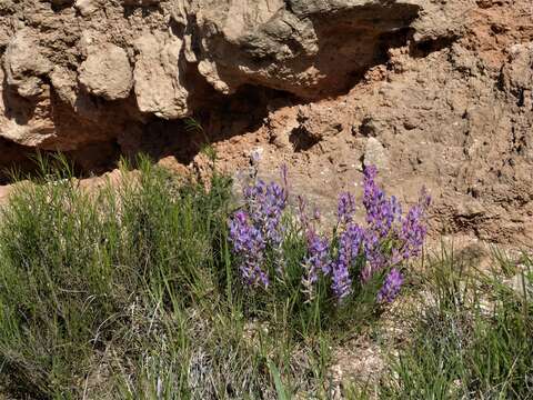 Image of purple locoweed