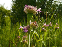 Image of wild basil