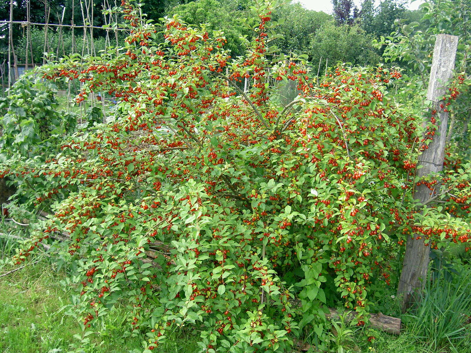 Image of cherry silverberry