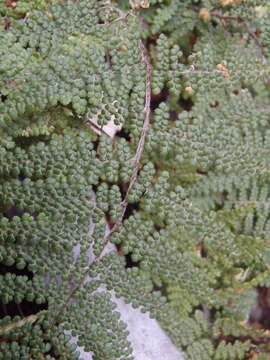 Image of Beaded Lipfern