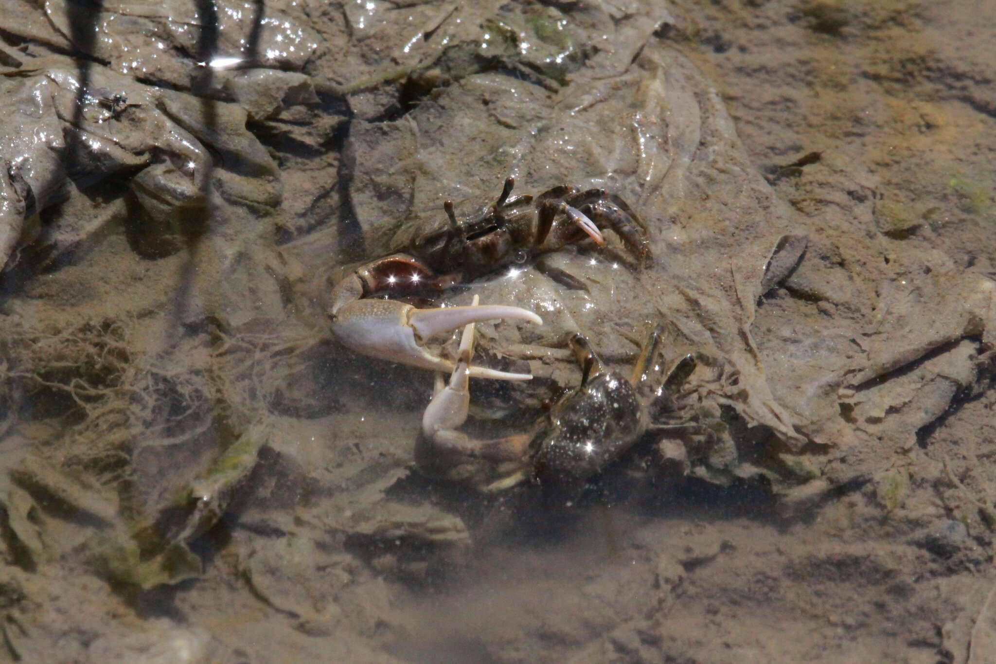 Image of Mexican Fiddler Crab