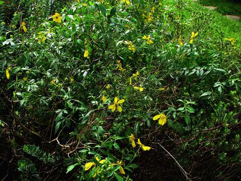 Image of Koko'olau