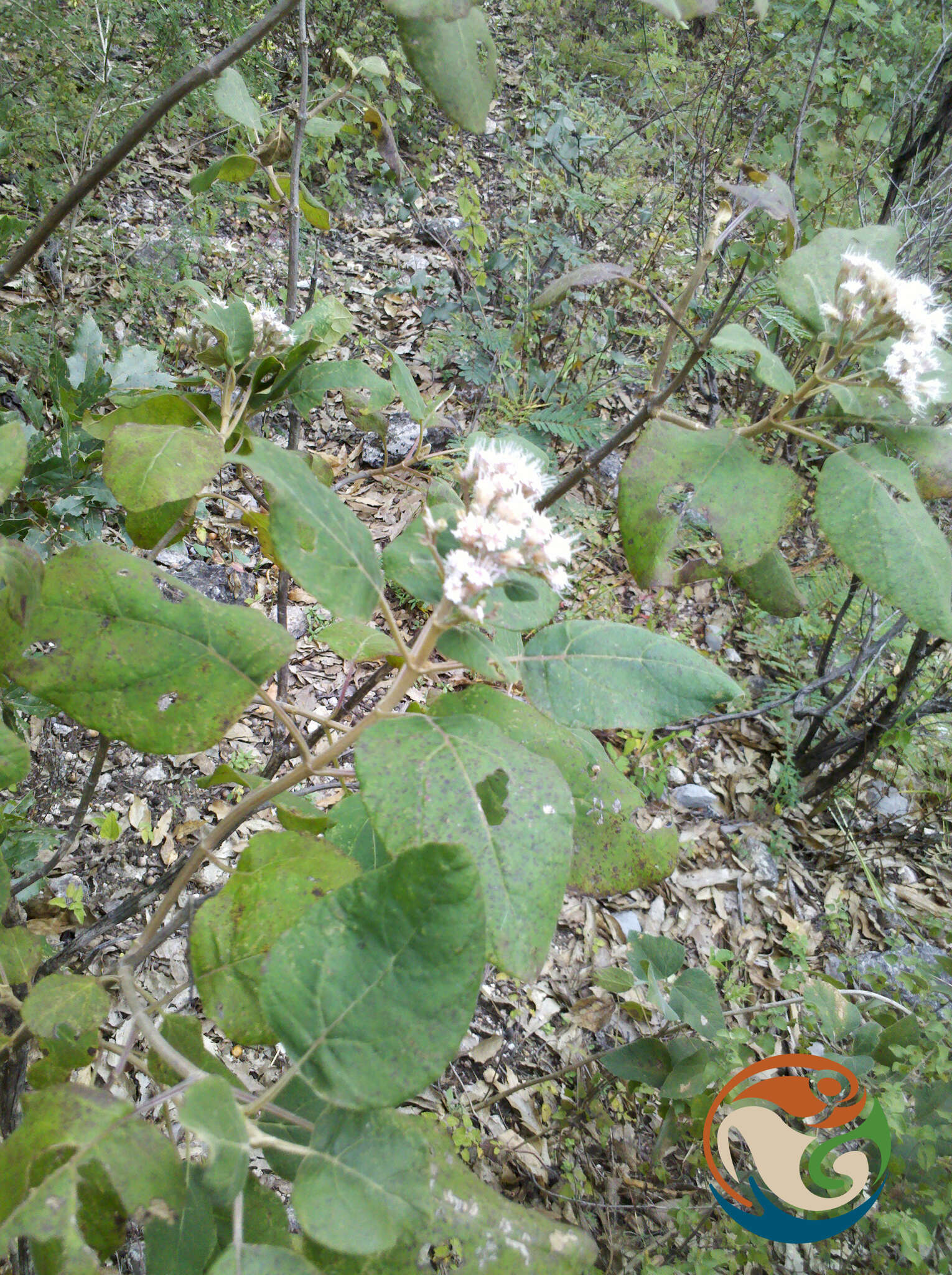 صورة Ageratina tomentella (Schrad.) R. King & H. Rob.