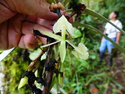 Image of Epidendrum hymenodes Lindl.