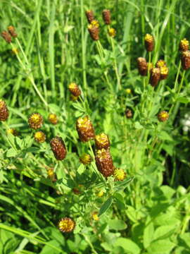 Слика од Trifolium spadiceum L.