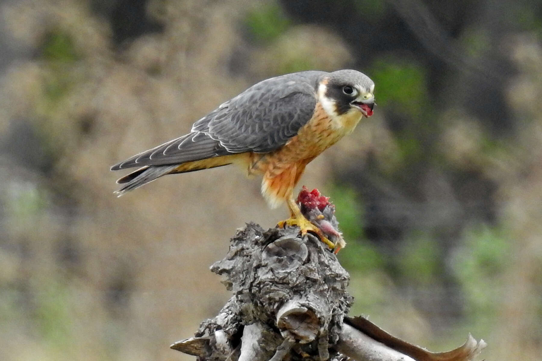 Image of Australian Hobby