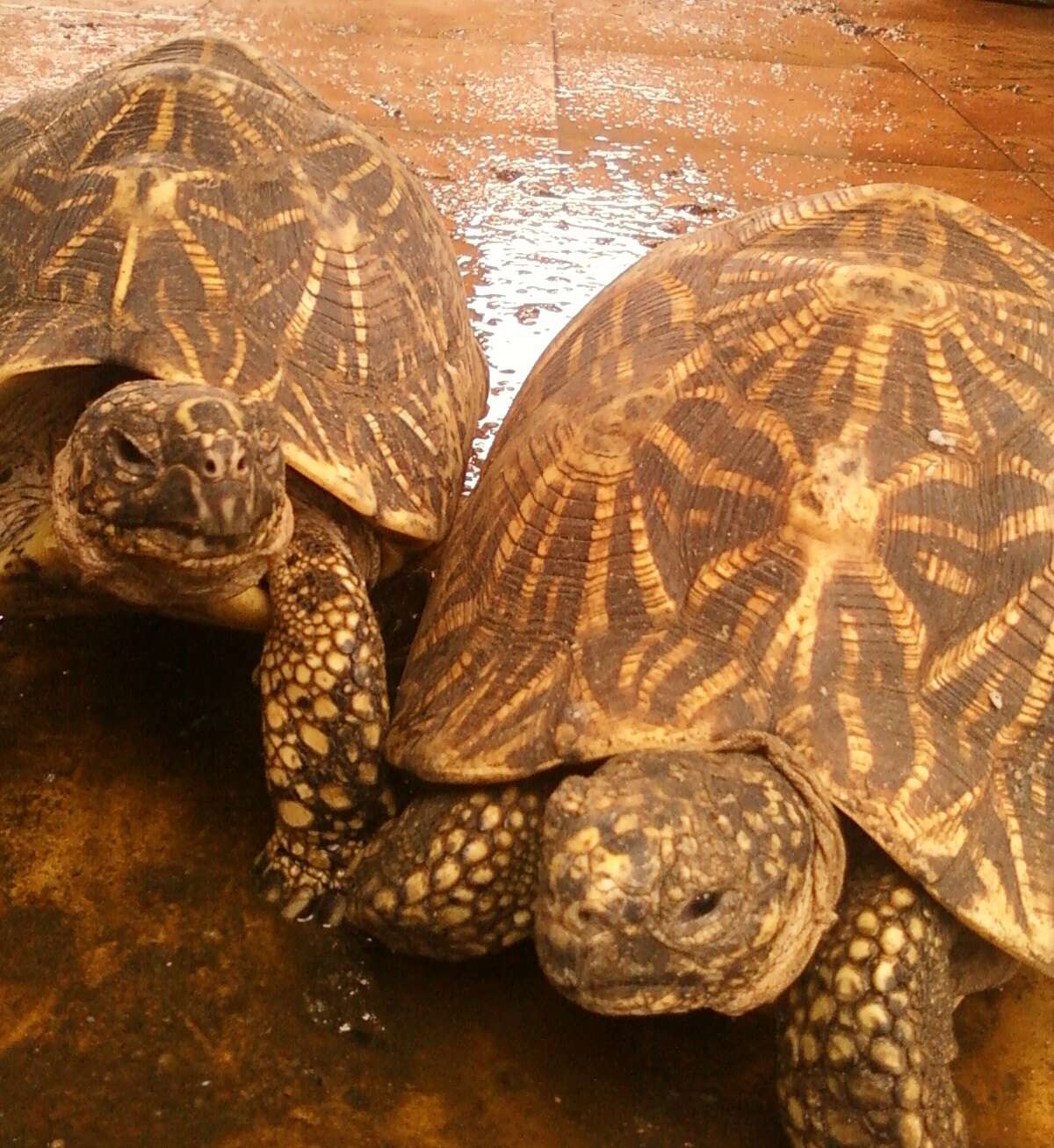 Image of Typical Tortoises