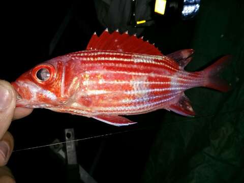 Image of Hawaiian Squirrelfish