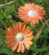 Image of Delosperma aereum (L. Bol.) L. Bol.