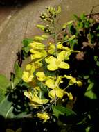 Image of white cabbage