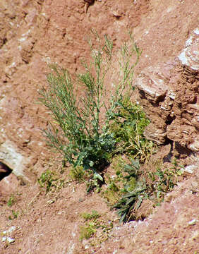 Image of white cabbage