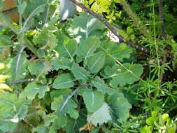 Image of white cabbage