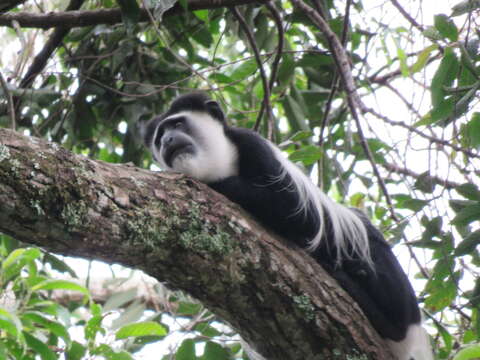 Image of Colobus guereza occidentalis (de Rochebrune 1887)