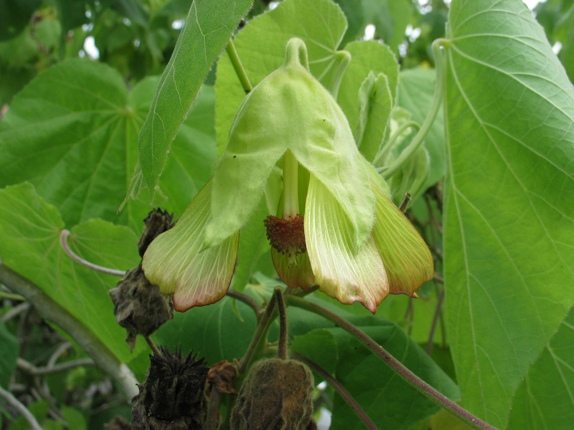 Image of Greenflower Indian Mallow