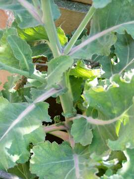 Image of white cabbage