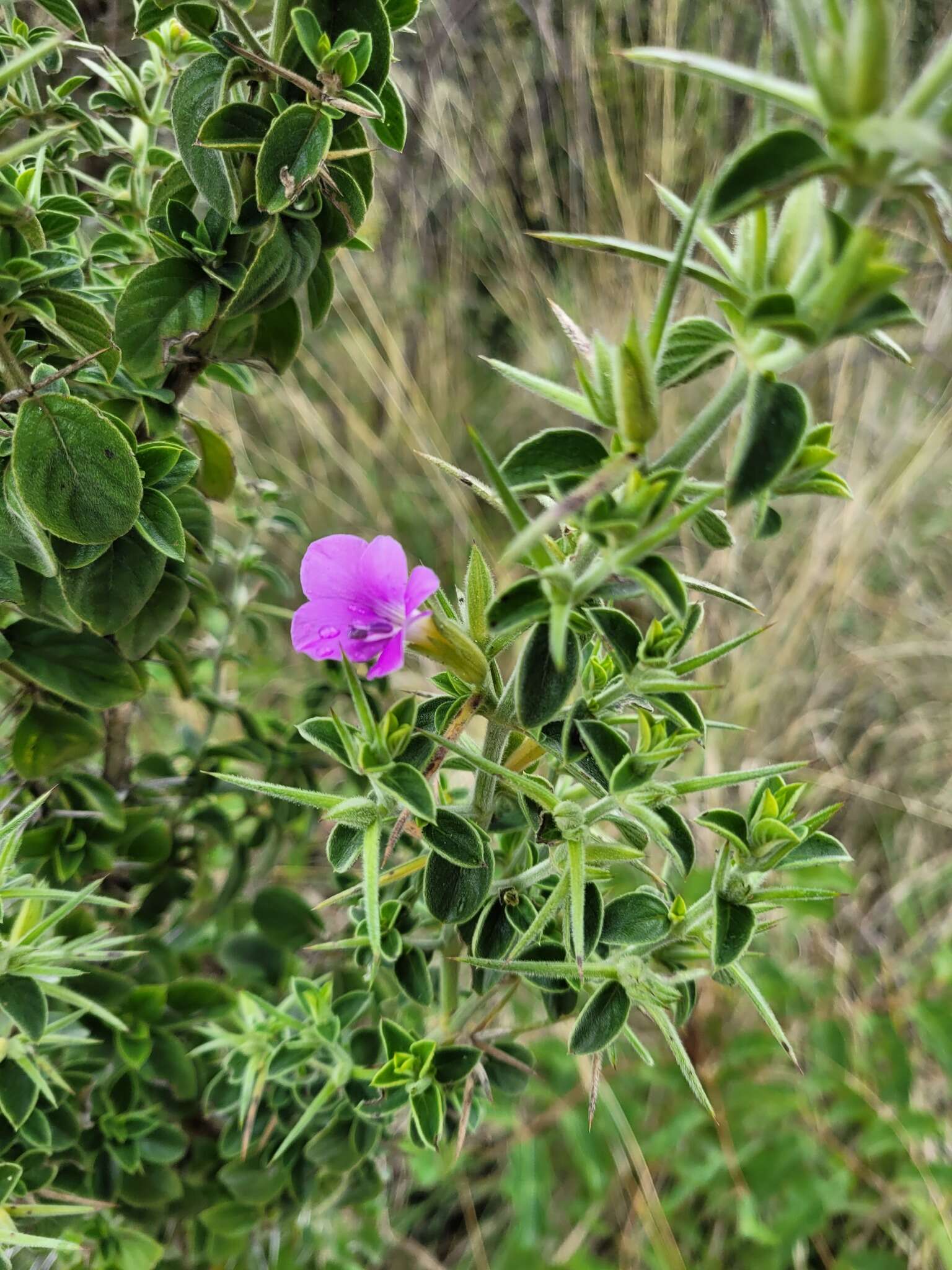 Imagem de Barleria bremekampii Oberm.