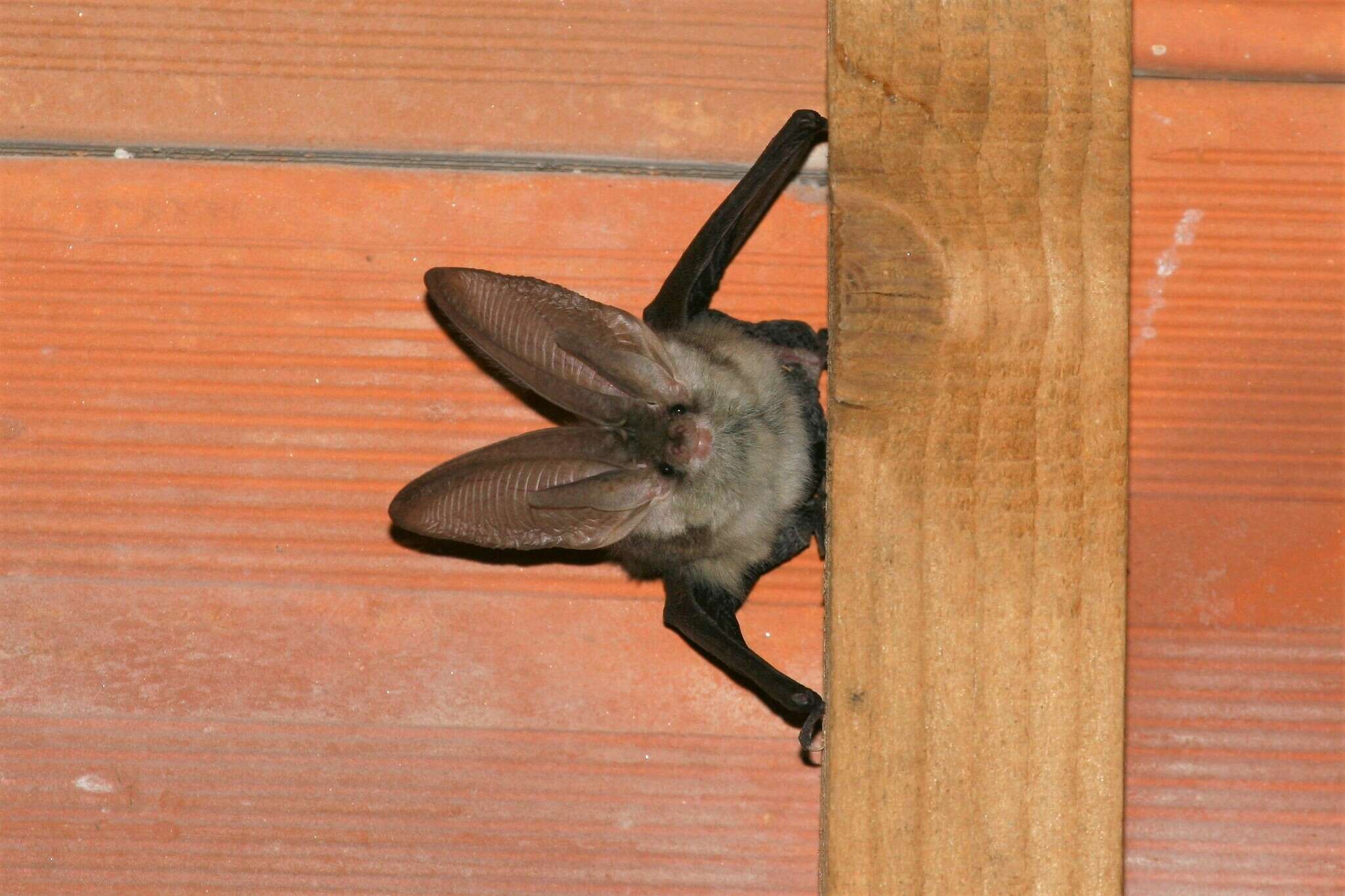 Image of Sardinian Long-eared Bat