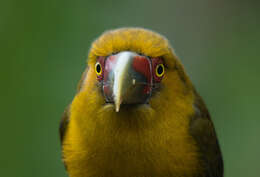 Image of Saffron Toucanet