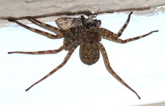 Image of wall crab spiders